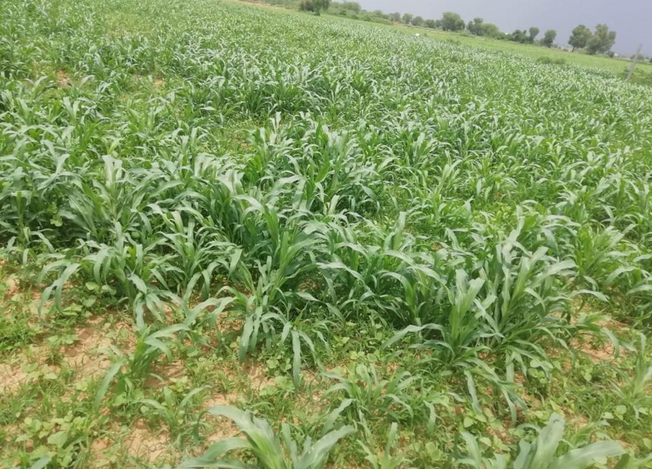 Crop Nutrition Archives Zinc International Zinc Association - 