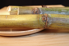 Sugarcane