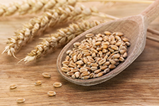 Wheat Factsheet