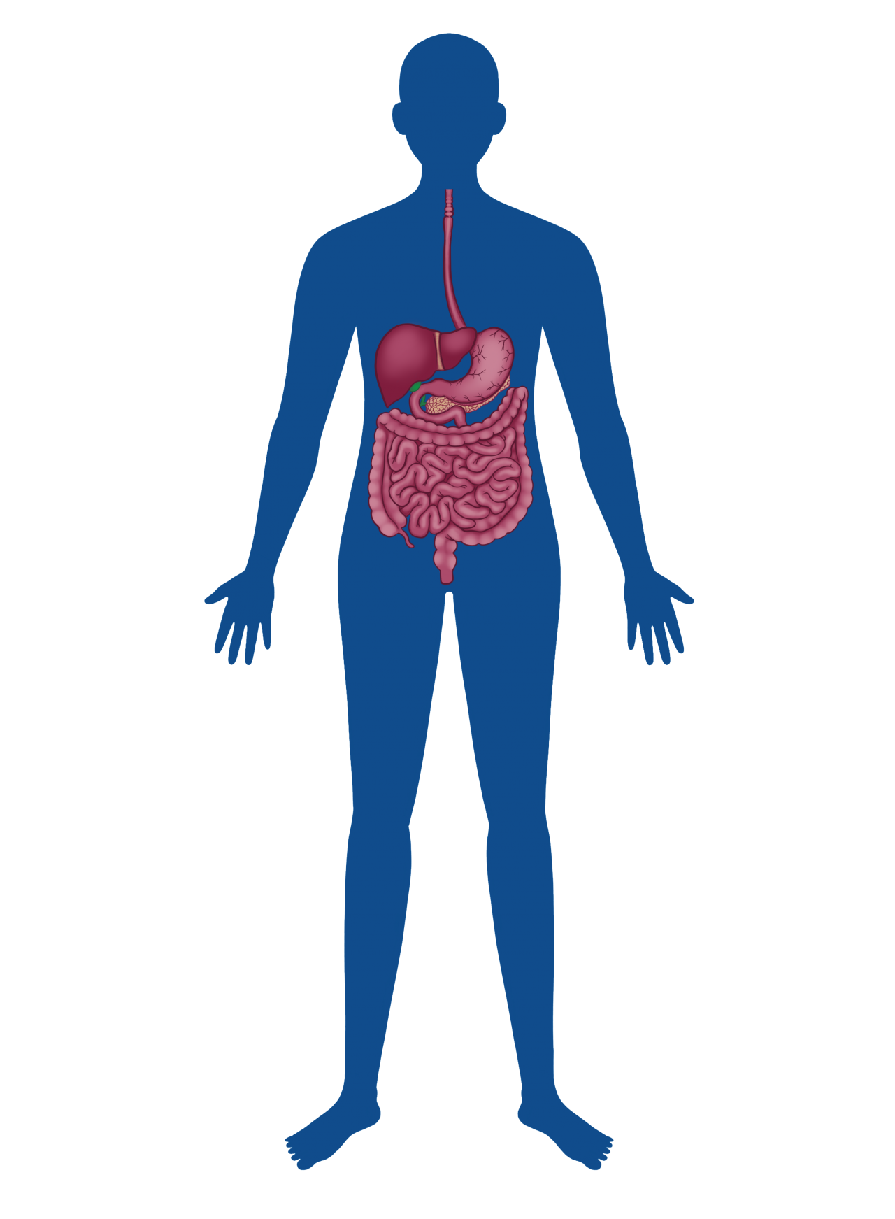 Essential ZINC. International Zinc Association